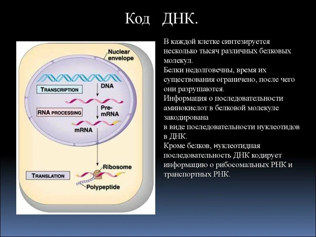 Какая днк кодирует полипептид. Код днк. как кодируется белок в днк. как закодирована информация в днк. как на днк закодированы белки.