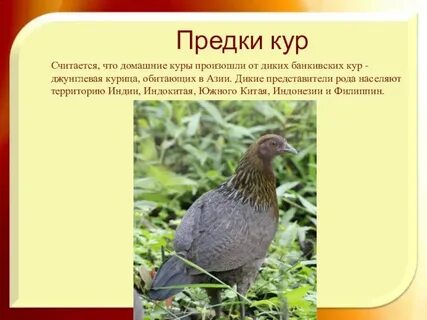 Форма куру