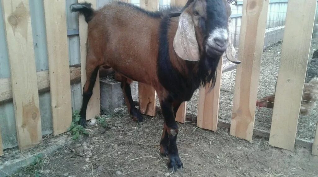 Чистокровные зааненские козы. Продаются козы. Ру. Касумкентский козлик. Зааненская порода коз.