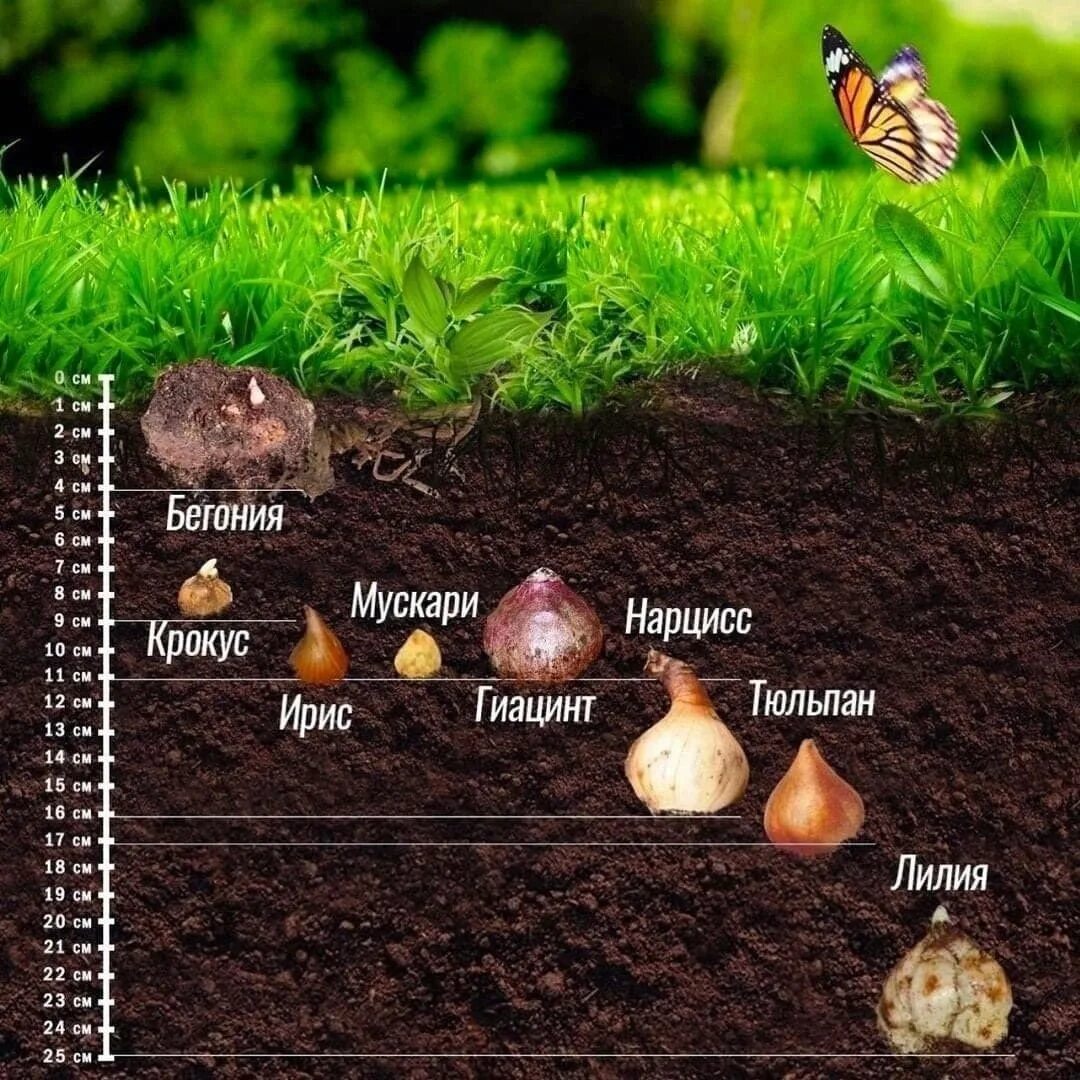 На какую глубину нужно сажать