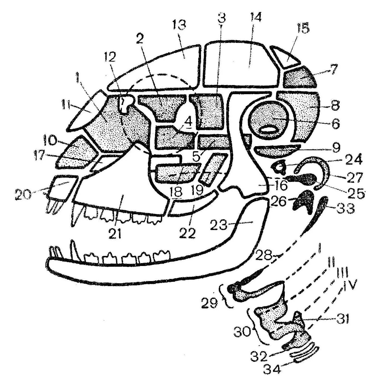 Соединение костей черепа млекопитающих. Схема черепа млекопитающих. Строение черепа млекопитающих. Кости черепа млекопитающих на латыни. Строение висцерального черепа млекопитающих.