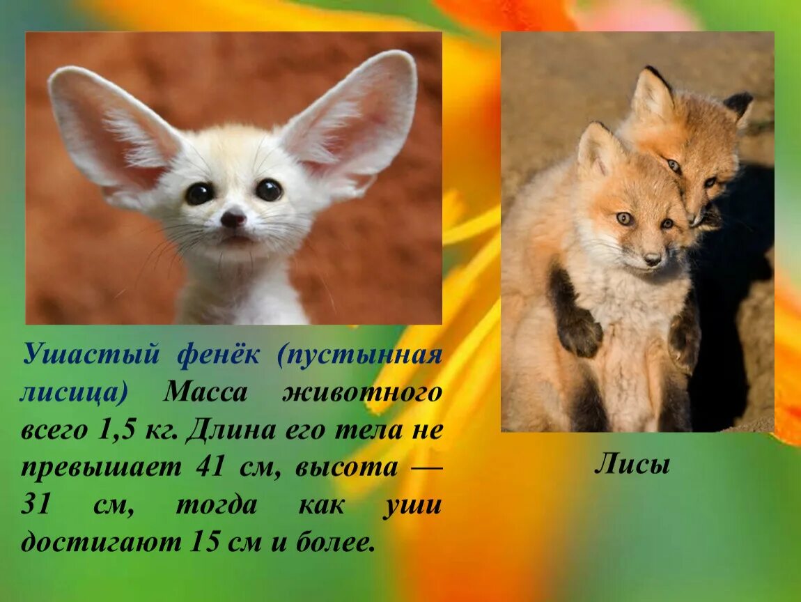 В каком fox. Фенёк. Пустынная лиса фенек. Факты о лисах. Фенек информация.