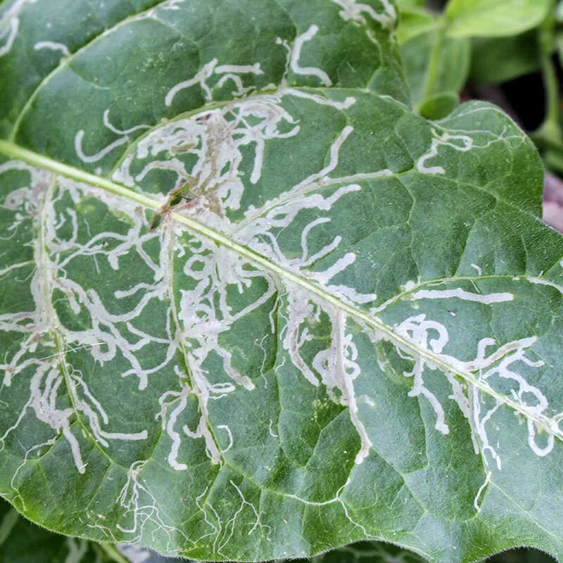 минирующие мушки на листьях томатов. вредители томатов трипсы. белая пятнистость рассады томатов. хризантемная нематода. минирующая муха на листьях томата.