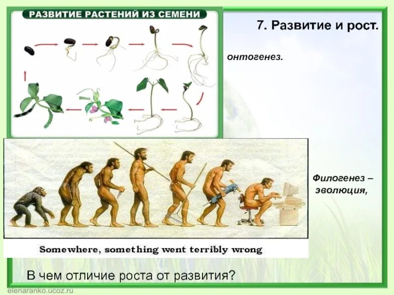 Свойства живых организмов рост и развитие. Рост и развитие организма. развитие живых организмов. рост и развитие живых организмов. филогенез.