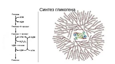 20 синтез