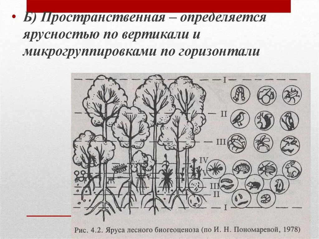 Растительное сообщество рисунок. Ярусность лесного биоценоза. Структура биоценоза ярусность. Схема вертикальной структуры ярусности биоценоза лиственного леса. Ярусная структура биоценоза.
