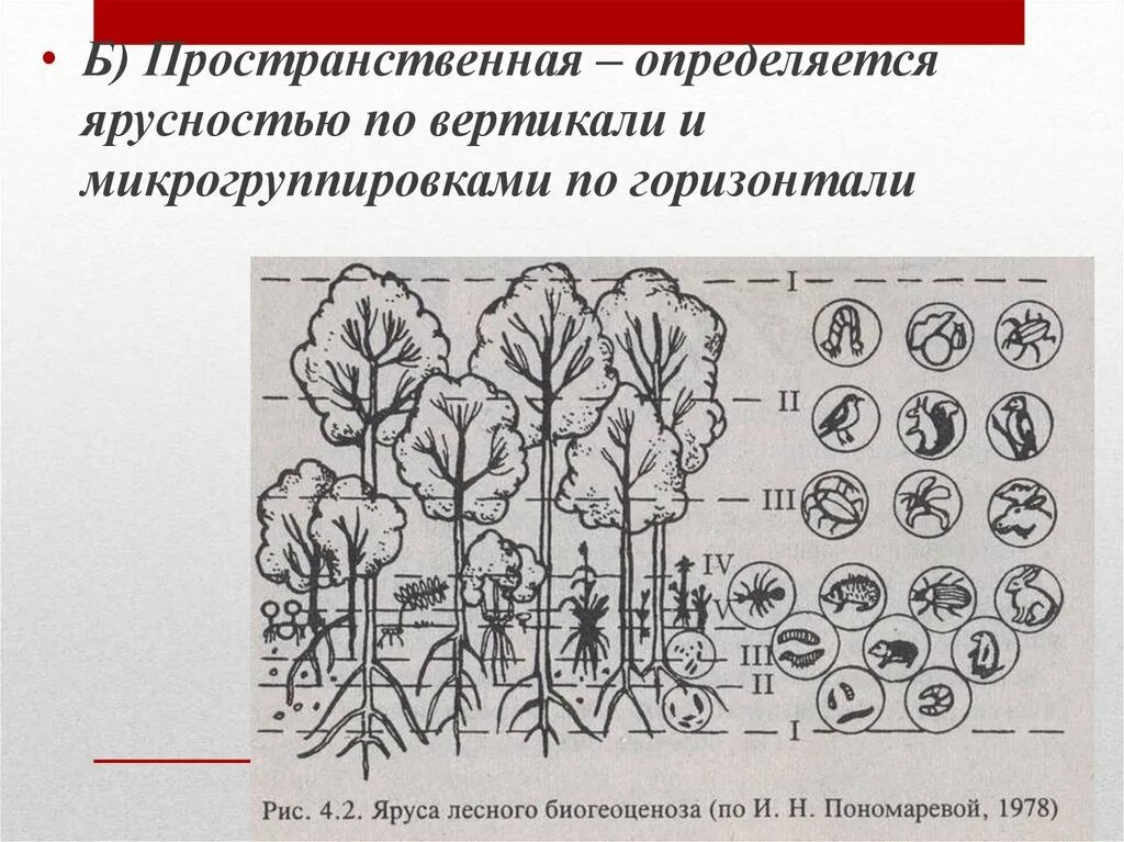 Чем характеризуется биоценоз смешанного леса ярусность плохой. Ярусы лесного биоценоза. Ярусность леса схема. Структура биоценоза ярусность. Схема вертикальной структуры ярусности биоценоза лиственного леса.