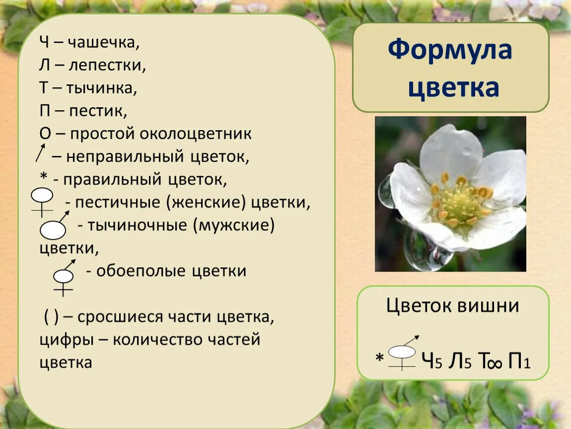 10 формула цветка. Расшифровка формулы цветка. Формула цветка. Цветок формула цветка. Как составить формулу цветка.