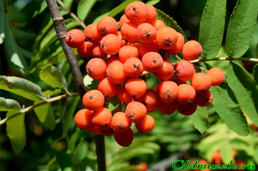 Плод рябины 5. Sorbus sibirica плод. Рябина обыкновенная плоды. Sorbus aucuparia edulis (рябина обыкновенная). Рябина Сибирская (Sorbus sibirica).