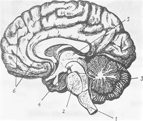 Рассмотрите рисунок с изображением мозга человека. Строение головного мозга рис 126. Структуры головного мозга биология 8 класс. Отделы головного мозга рисунок 8 класс биология. Строение мозга человека без подписей.