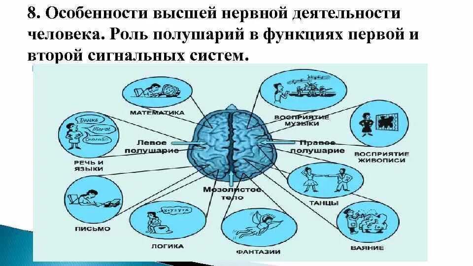Сигнальная система головного мозга. Структура высшей нервной деятельности человека кратко. Основа высшей нервной деятельности человека. Основы физиологии высшей нервной деятельности человека схема. Процессы высшей нервной деятельности таблица.