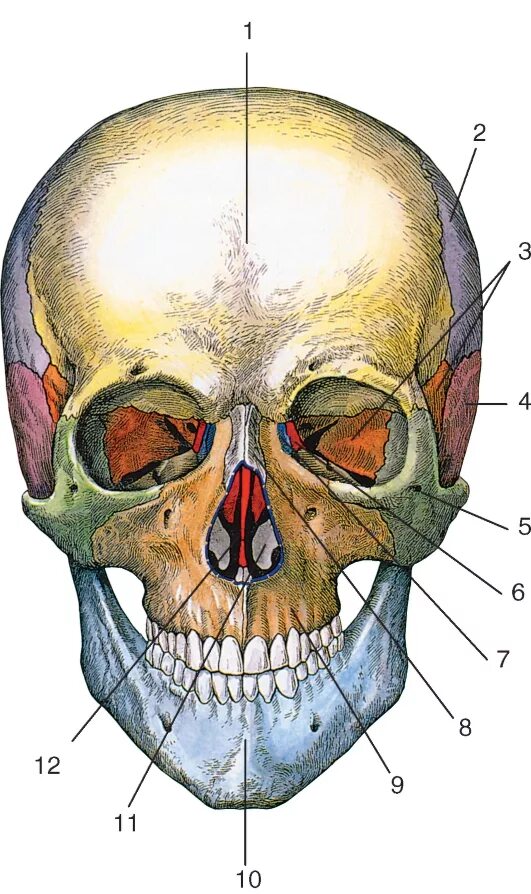 Лоб кость. Решётчатая кость черепа. Кости черепа человека анатомия. Седловидная кость черепа. Клиновидная и решетчатая кости черепа.