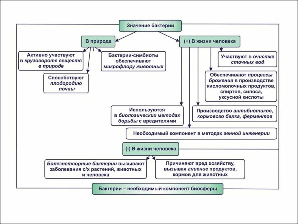 Плюсы бактерий в жизни человека. Схема значение бактерий. Значение бактерий в природе схема. Кластер на тему значение бактерий. Схема значение бактерий 5 класс.