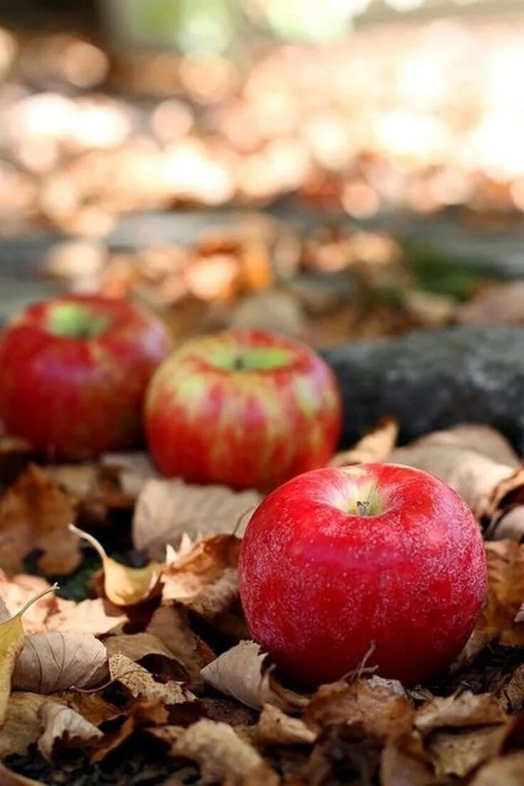 Осенью с яблони собрали яблоки желтые зеленые. Осень яблоки. Яблоки осенью. Яблоки в листве. Сентябрьские яблоки.