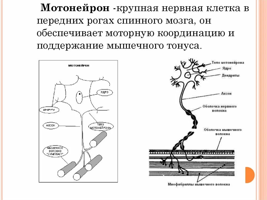 Какие нейроны в рогах спинного мозга. Альфа и гамма мотонейроны. Мотонейрон строение. Аксоны Альфа-мотонейронов путь. Мотонейрон это в физиологии.