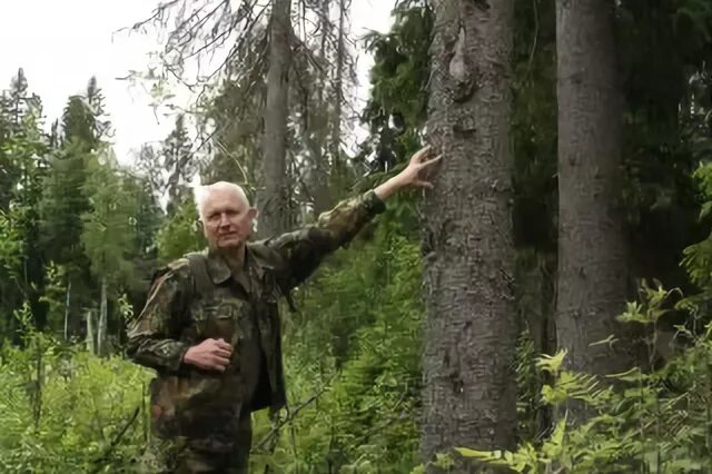 Лесничество во всеволожске