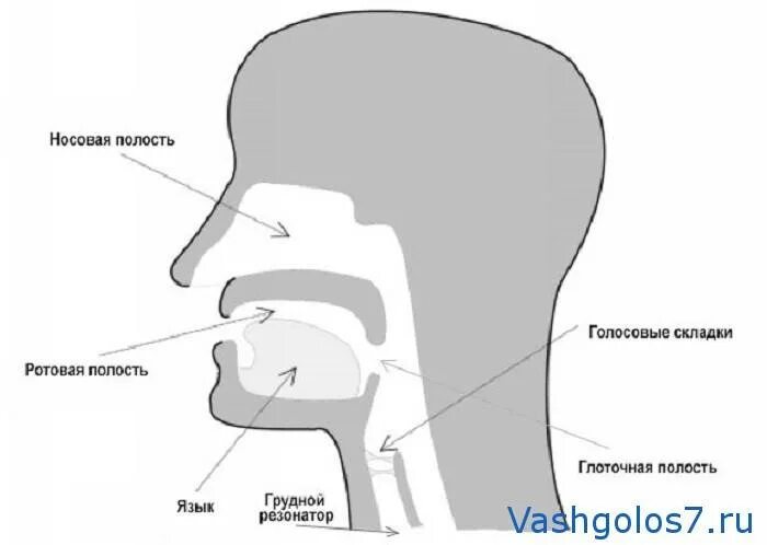 Резонаторы голосового аппарата. Резонаторные полости голосового аппарата. Резонаторы в голосовом аппарате человека. Верхние и нижние резонаторы голосового аппарата. Голосовые резонаторы