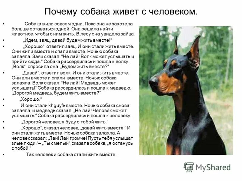 Сочинение почему собаку считают другом человека. Собака живет. Рассказ на тему собака друг человека. Почему собаку назвали собакой. Почему собаки лучше людей.