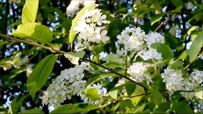 Под окном черемуха колышется с этим ветром. Майская черемуха. Цветы черемухи. Черемуха в цвету.