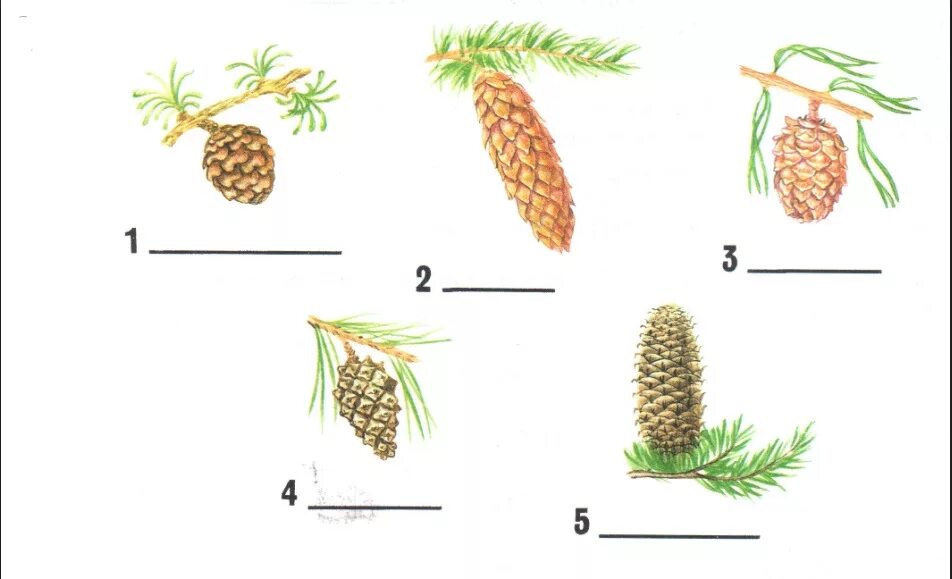 Тест хвойные. Хвоинки ели сосны пихты лиственницы сосны кедровой. Сосна ель лиственница шишки. Ель сосна кедр пихта. Пихта шишки и хвоинки.