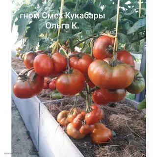 Гном смех кукабарры