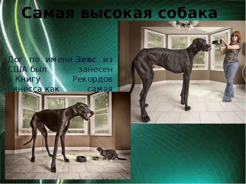 Собаки книга рекордов. Самая высокая собака Зевс. Самая высокая собака в холке. Самая высокая собака в холке в мире. Пёс немецкий дог по имени Зевс.