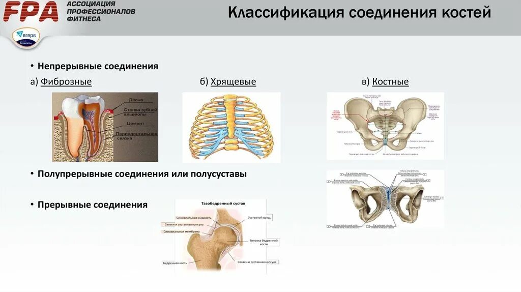Непрерывные соединения костей таблица. Классификация соединения костей анатомия. Неподвижное соединение кости схема. Схема способов соединения костей скелета. Типы соединения костей схема.