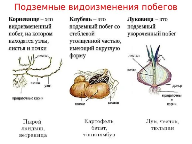 Видоизменённые побеги 6 класс. Схема видоизмененные надземные побеги. Подземные видоизменения побегов таблица. Видоизменения побегов схема. Видоизмененный генеративный побег