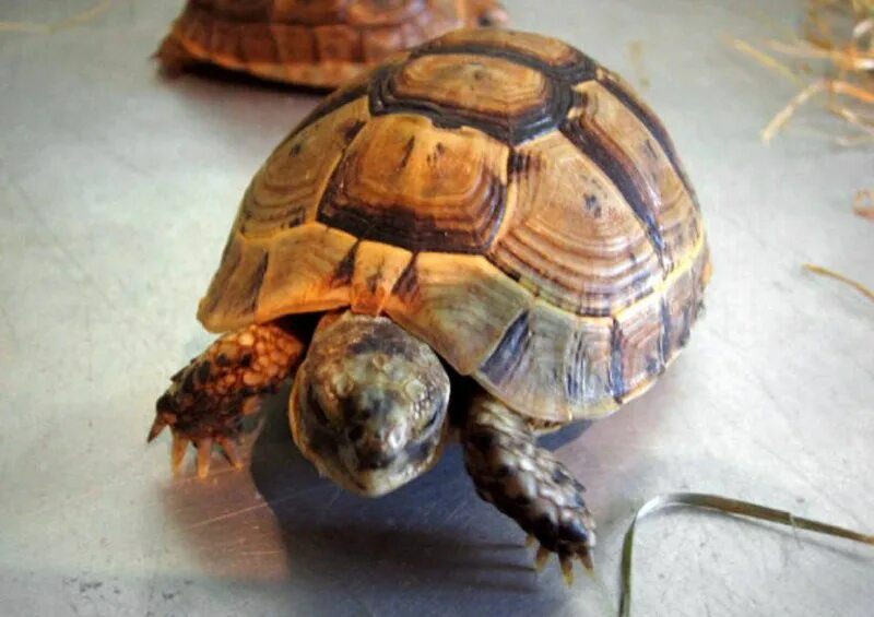 Почему черепаха не растет. Рахит у черепах красноухих. Красноухая черепаха. Красноухая черепаха большая. Каспийская красноухая черепаха.