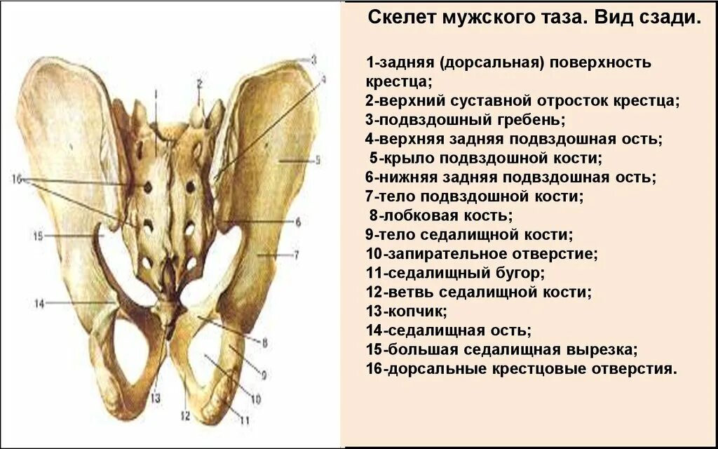 Крестец подвздошная кость