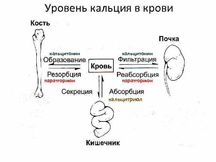 Изменения кальция в крови. Регуляция уровня кальция в крови схема. Гормоны регулирующие уровень кальция в крови. Гормон кальцитонин строение. Механизмы регуляции уровня кальция в крови.