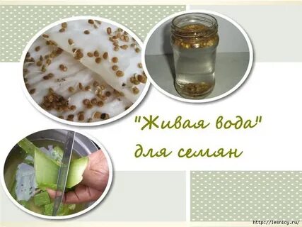 Замачивание семян в соке алоэ