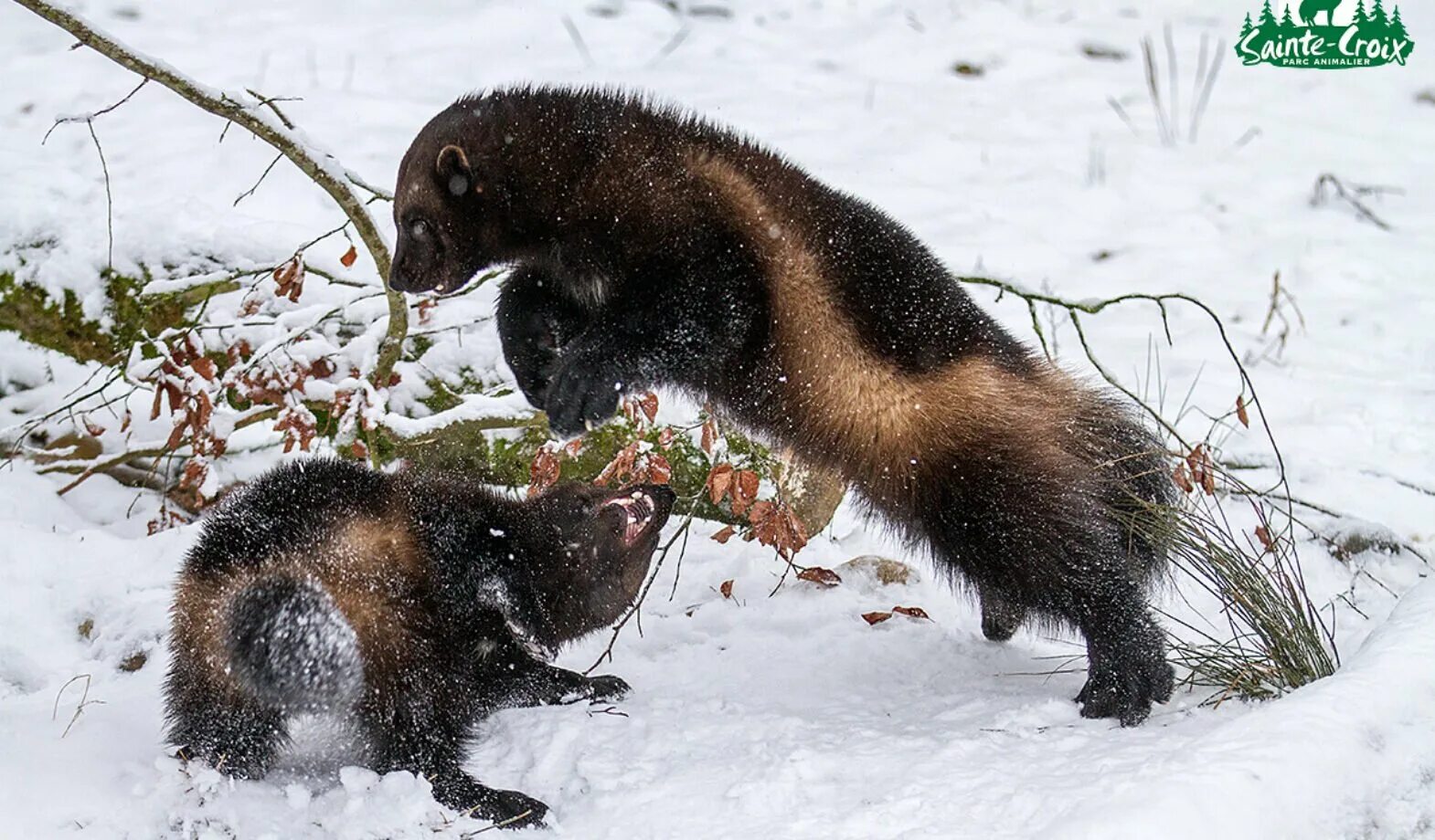 барсук росомаха медоед. барсук медоед против росомахи. росомаха животное против. росомаха против медведя. росомаха животное.