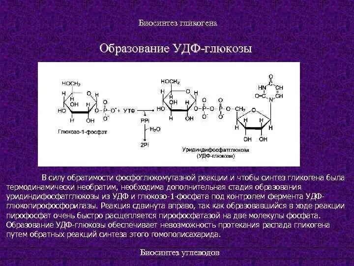 Биосинтез гликогена. Глюкозо 1 фосфат АТФ УДФ Глюкоза пирофосфат. Реакция образования УДФ Глюкозы. Образование глюкозо-1-фосфата из гликогена. Глюкозо 1 фосфат биороль.