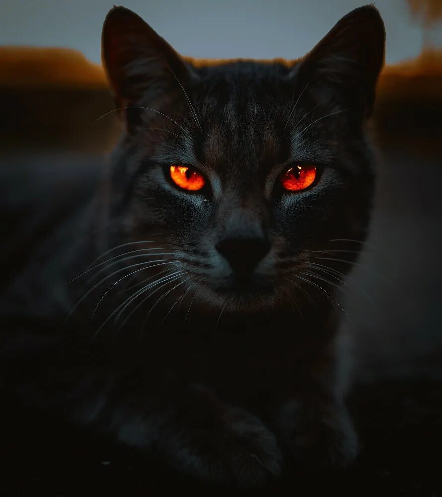 Black cat eye. Чёрная кошка с красными глазами. Чёрный кот с красными глазами. Кошка с горящими глазами.