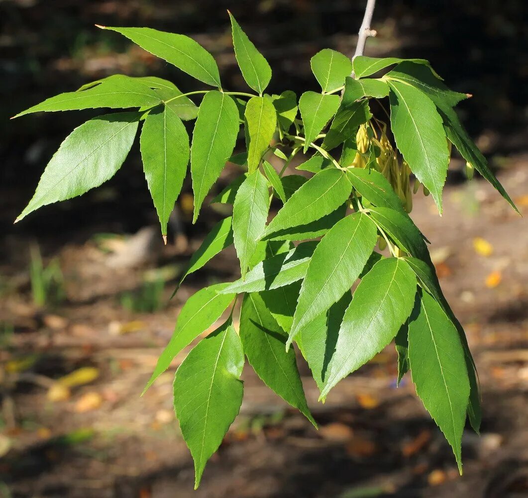 Эхо ясен. Ясень ланцетный. Ясень ланцетный (ясень зеленый) (Fraxinus lanceolata). Ясень обыкновенный Fraxinus Excelsior. Ясень пенсильванский плод.