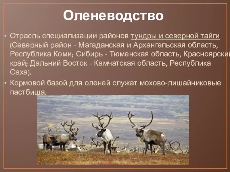 Оленеводство в России. Оленеводство отрасль животноводства. Оленеводство характеристика. Оленеводство отрасль специализации. Оленеводство хозяйство