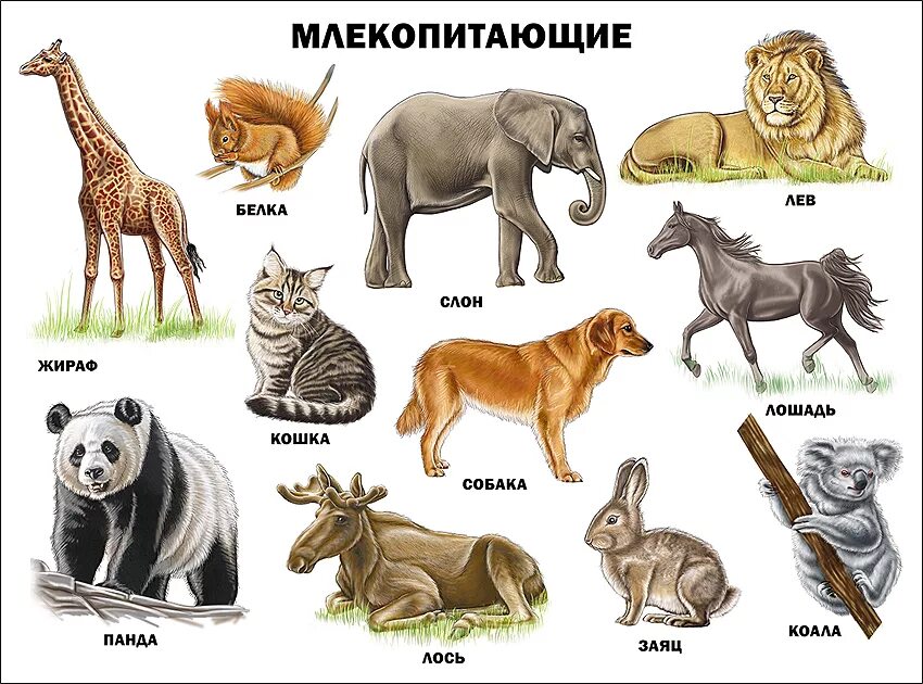 Африканские животные названия. Дикие и домашние животные. Домашние животные. Дети диких животных. Для детей.