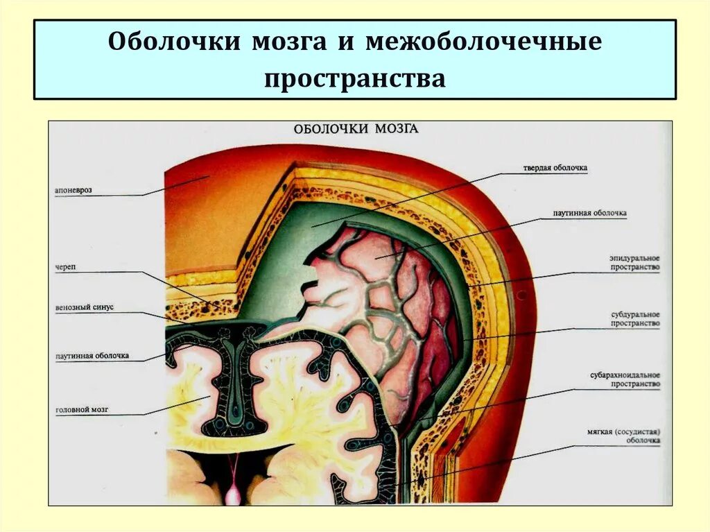 Три оболочки мозга. Оболочки и МЕЖОБОЛОЧЕЧНЫЕ пространства головного мозга. Оболочки и МЕЖОБОЛОЧЕЧНЫЕ пространства головного мозга анатомия. Твердая мозговая оболочка головного мозга схема. Оболочки головного мозга топографическая анатомия.