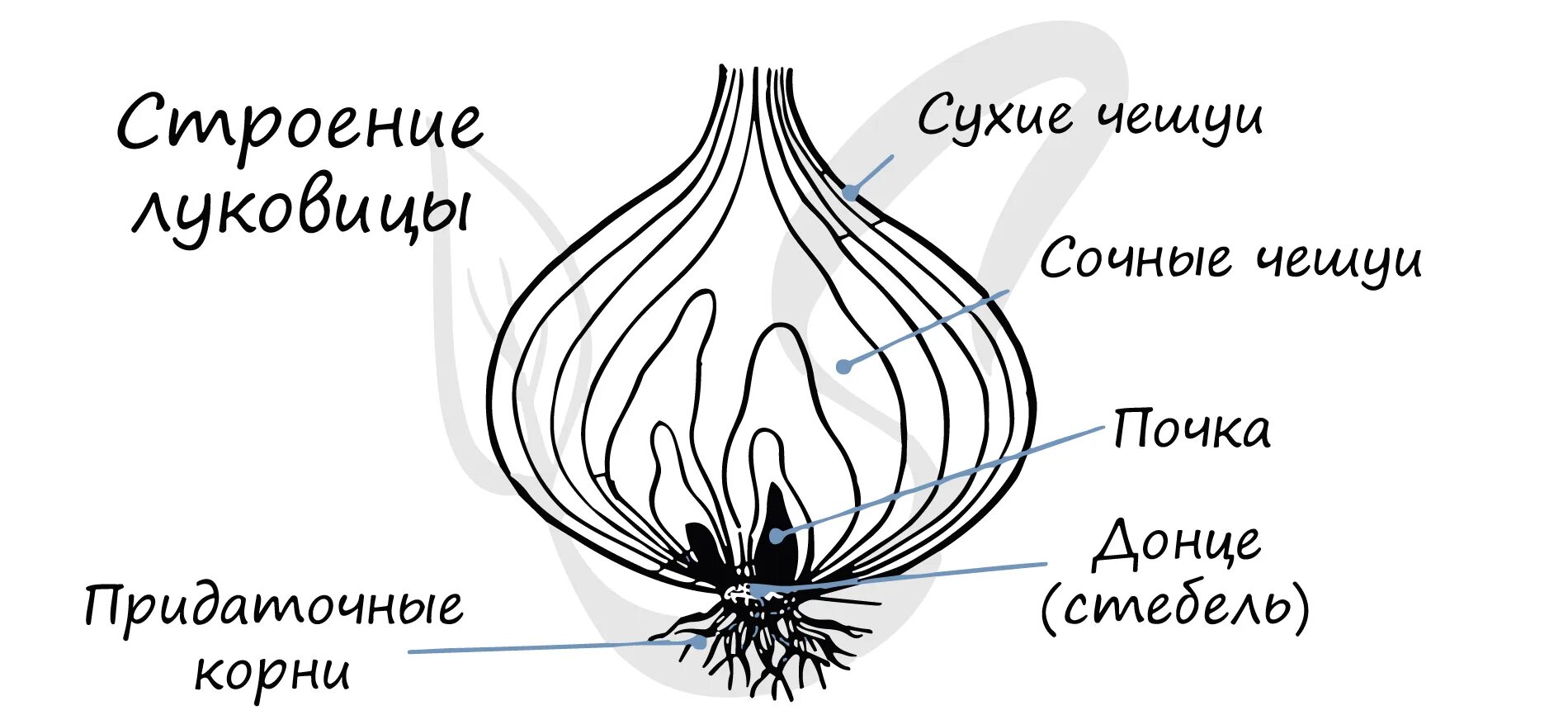 Какую функцию выполняют сухие чешуи. Видоизменение побегов луковица строение. Строение видоизмененного побега луковицы. Луковица рисунок видоизменённый побег.