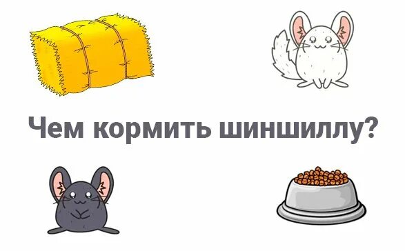 Чем можно кормить шиншиллу. Рацион шиншиллы. что можно давать шиншиллам кушать. что нельзя давать шиншиллам.