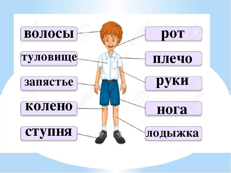 Части тела человека