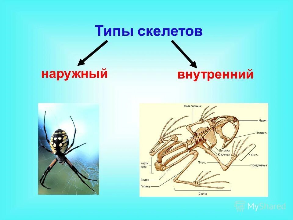 Типы скелетов у животных. Наружный скелет. Внешний и внутренний скелет. Наружный скелет функции. Наружный скелет представители