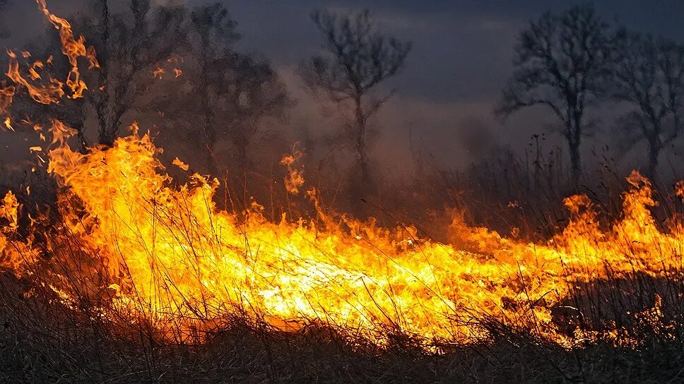 Пал огня. Пожар травы. Горящая трава. Сухая трава огонь. Пожар весной.