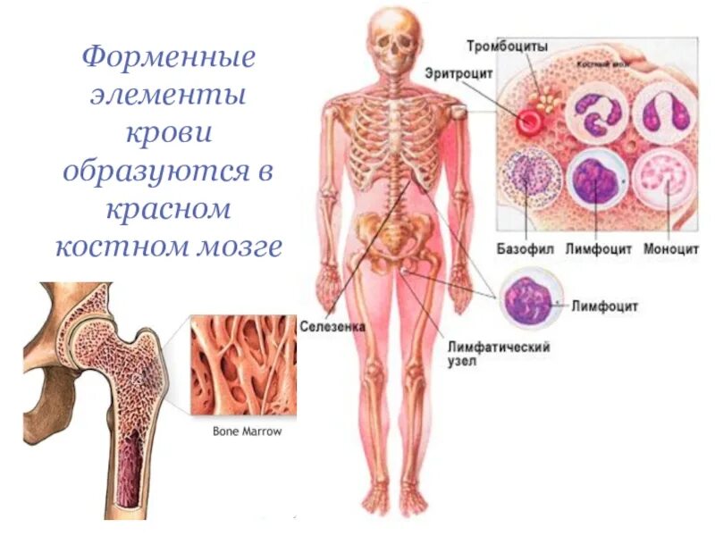 Красный костный мозг образующиеся форменные элементы. Форменные элементы красного костного мозга. Красный костный мозг человека. Клетки крови образующийся в костном мозге