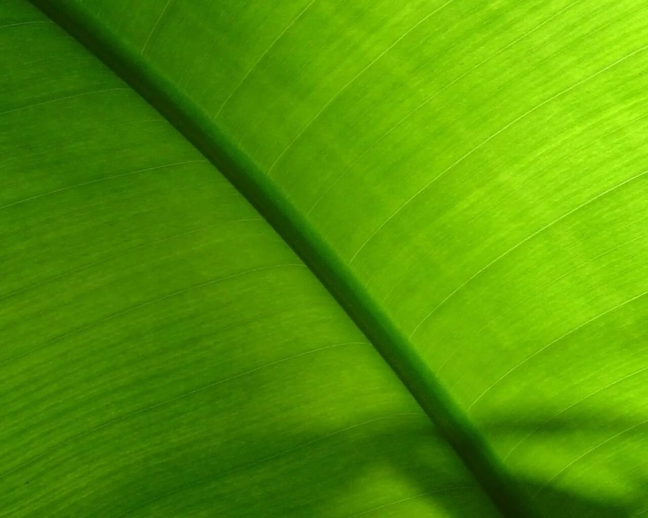 Фоновые изображения windows. Зеленая виста. Зеленые обои. Виндовс виста зелёный лист. Абстрактный фон.