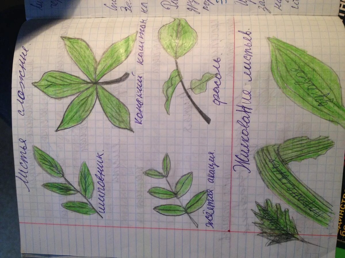 Перенесите рисунок в тетрадь и сделайте обозначения. Листья рисунок. Тетрадь с растениями. Листочек рисунок. Жилкование сложных листьев.