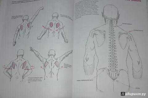Кристофер харт начать рисовать просто базовый курс