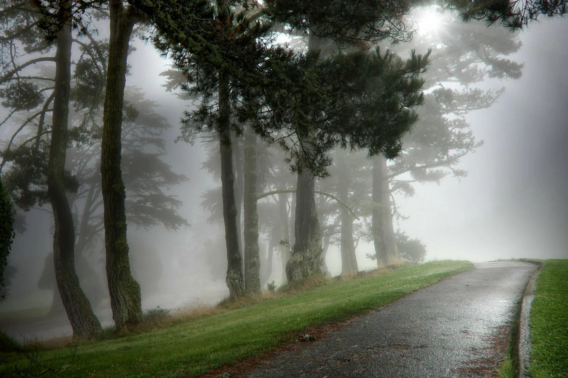 Лес мокрый дождь. Лес после дождя. Дождь в лесу. Туманный пейзаж. Лес в тумане.
