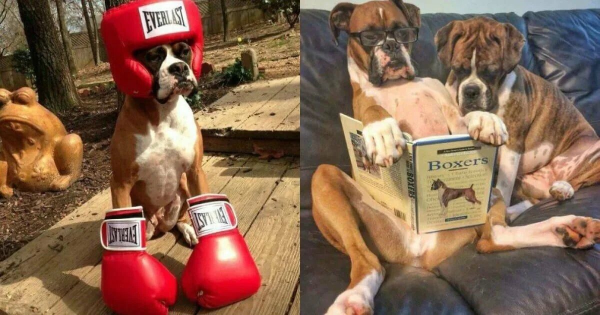 Собака в боксерских перчатках и шортах мем Boxing Dog Canvas Art by Rachael Hale iCanvas
